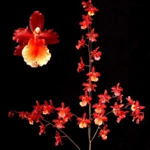 Oncostele Pacific Heat Orchid Live Plant - 2.5 inch Pot - Indoor Orchid - Image 1