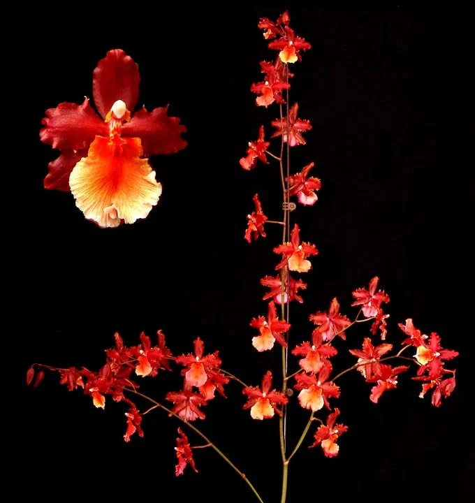 Oncostele Pacific Heat Orchid Live Plant - 2.5 inch Pot - Indoor Orchid - Image 1