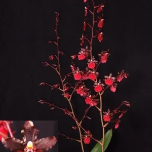 Oncostele Succubus 'Night Shift' Orchid Live Plant – Oncidium Type – 2.5 inch Pot – Indoor - Image 1