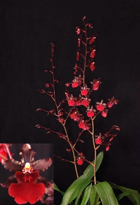 Oncostele Succubus 'Night Shift' Orchid Live Plant – Oncidium Type – 2.5 inch Pot – Indoor - Image 1