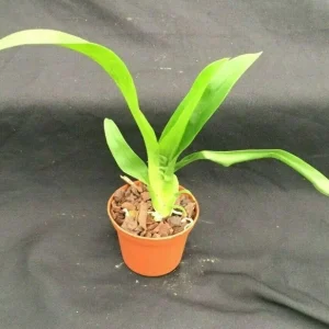 Oncostele Succubus 'Night Shift' Orchid Live Plant – Oncidium Type – 2.5 inch Pot – Indoor - Image 2