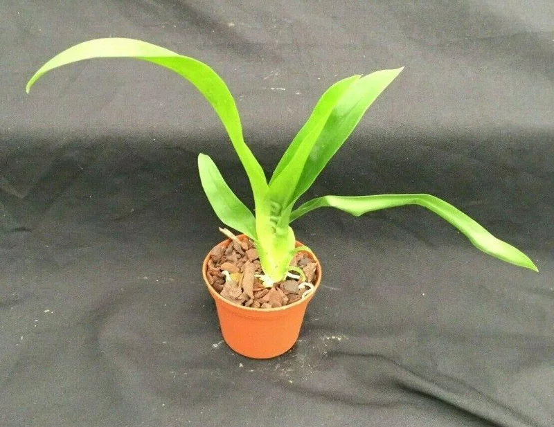Oncostele Succubus 'Night Shift' Orchid Live Plant – Oncidium Type – 2.5 inch Pot – Indoor - Image 2