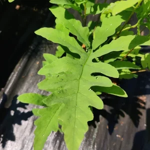 Onoclea Sensibilis Mature Live Plant - Sensitive Fern Perennial in 5.25