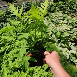 Onoclea Sensibilis Mature Live Plant - Sensitive Fern Perennial in 5.25
