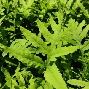 Onoclea Sensibilis Mature Live Plant - Sensitive Fern Perennial in 5.25