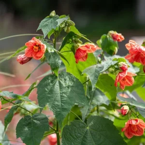 Orange Abutilon Live Plant – Tropical Flowering Maple, 4-8 Inch, Indoor/Outdoor - Image 2