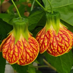 Orange Abutilon Live Plant – Tropical Flowering Maple, 4-8 Inch, Indoor/Outdoor - Image 3