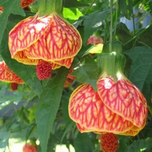 Orange Abutilon Live Plant – Tropical Flowering Maple, 4-8 Inch, Indoor/Outdoor - Image 4
