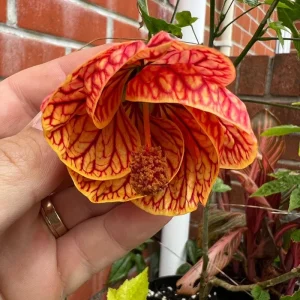 Orange Abutilon Live Plant – Tropical Flowering Maple, 4-8 Inch, Indoor/Outdoor - Image 5