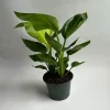 Orange Bird of Paradise Live Plant – 6 inch Tropical Houseplant - Image 1