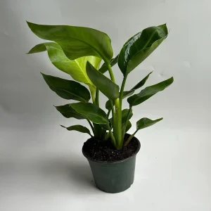 Orange Bird of Paradise Live Plant – 6 inch Tropical Houseplant - Image 1