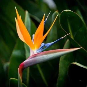 Orange Bird of Paradise Live Plant – 6 inch Tropical Houseplant - Image 2