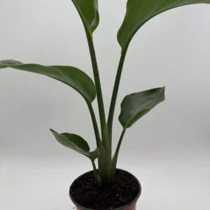 Orange Bird of Paradise Live Plant – 6 inch Tropical Houseplant - Image 3