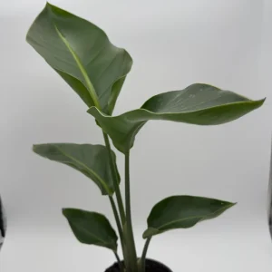 Orange Bird of Paradise Live Plant – 6 inch Tropical Houseplant - Image 4