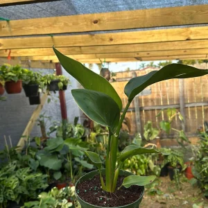 Orange Bird of Paradise Live Plant – 6 inch Tropical Houseplant - Image 5