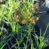 Orange Bulbine Live Plant - 1 Gallon Pot - Outdoor Perennial Flower - Image 1