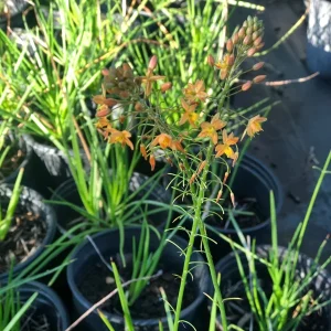 Orange Bulbine Live Plant - 1 Gallon Pot - Outdoor Perennial Flower - Image 1