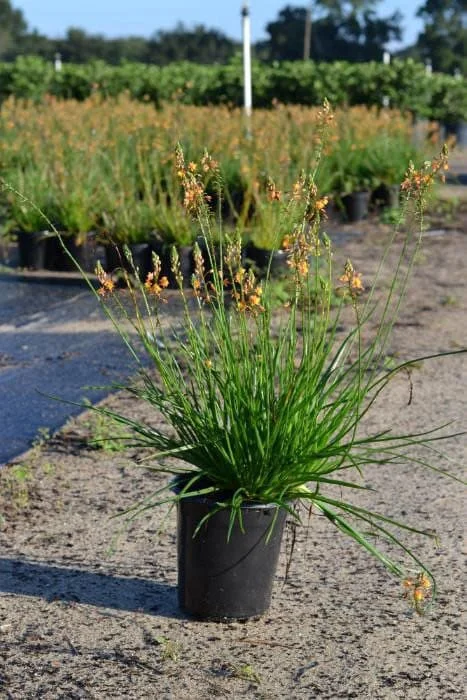 Orange Bulbine Live Plant - 1 Gallon Pot - Outdoor Perennial Flower - Image 2