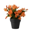 Orange Easter Cactus Live Plant 4-6 Inch, Spring Blooming Houseplant, Easy Care Indoor Plant - Image 1
