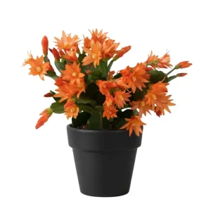 Orange Easter Cactus Live Plant 4-6 Inch, Spring Blooming Houseplant, Easy Care Indoor Plant - Image 1