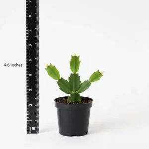 Orange Easter Cactus Live Plant 4-6 Inch, Spring Blooming Houseplant, Easy Care Indoor Plant - Image 2