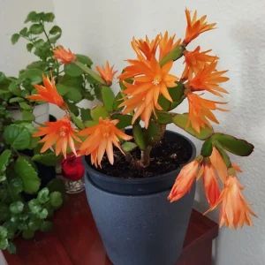 Orange Easter Cactus Live Plant 4-6 Inch, Spring Blooming Houseplant, Easy Care Indoor Plant - Image 3