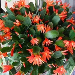 Orange Easter Cactus Live Plant 4-6 Inch, Spring Blooming Houseplant, Easy Care Indoor Plant - Image 4