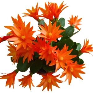Orange Easter Cactus Live Plant 4-6 Inch, Spring Blooming Houseplant, Easy Care Indoor Plant - Image 5