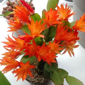 Orange Easter Cactus Live Plant 4-6 Inch, Spring Blooming Houseplant, Easy Care Indoor Plant - Image 6
