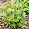 Orange Mint Live Herb Plant – Fragrant Edible Leaves, 3.5-Inch Pot, 3-5 Inches Tall, Outdoor Gardening - Image 1
