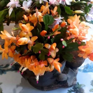 Orange Thanksgiving Cactus Live Plant Zygocactus 4 Inch Pot - Image 2