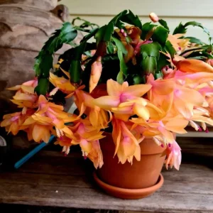 Orange Thanksgiving Cactus Live Plant Zygocactus 4 Inch Pot - Image 3