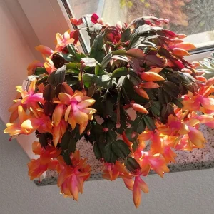 Orange Thanksgiving Cactus Live Plant Zygocactus 4 Inch Pot - Image 4