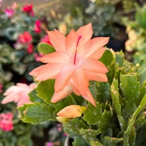 Orange Thanksgiving Cactus Live Plant Zygocactus 4 Inch Pot - Image 5