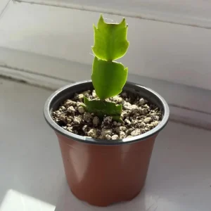 Orange Thanksgiving Cactus Live Plant Zygocactus 4 Inch Pot - Image 6