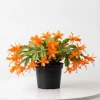 Orange Thanksgiving Cactus Live Plant Zygocactus 4 Inch Pot - Image 1