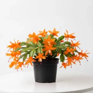 Orange Thanksgiving Cactus Live Plant Zygocactus 4 Inch Pot - Image 1