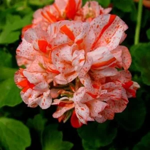 Orange White Geranium Seeds - Perennial Flower Seeds for Garden, 10 Count - Image 12
