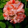 Orange White Geranium Seeds - Perennial Flower Seeds for Garden, 10 Count - Image 1