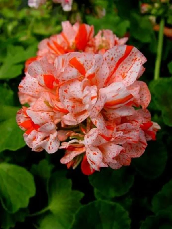 Orange White Geranium Seeds - Perennial Flower Seeds for Garden, 10 Count - Image 7