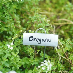 Oregano Live Plant – Fragrant Herb in 3.5 Inch Pot, 3-6 Inches Tall, Outdoor - Image 2