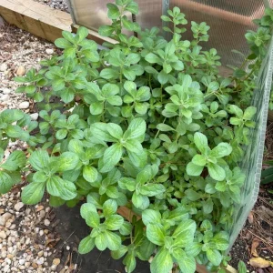 Oregano Live Plant – Fragrant Herb in 3.5 Inch Pot, 3-6 Inches Tall, Outdoor - Image 3