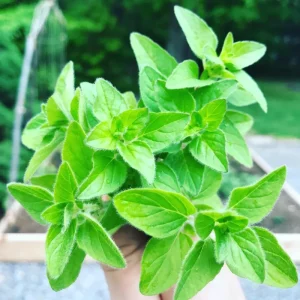 Oregano Live Plant – Fragrant Herb in 3.5 Inch Pot, 3-6 Inches Tall, Outdoor - Image 4