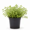 Oregano Live Plant – Fragrant Herb in 3.5 Inch Pot, 3-6 Inches Tall, Outdoor - Image 1