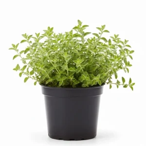 Oregano Live Plant – Fragrant Herb in 3.5 Inch Pot, 3-6 Inches Tall, Outdoor - Image 1
