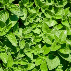 Oregano Live Plant – Fragrant Herb in 3.5 Inch Pot, 3-6 Inches Tall, Outdoor - Image 6