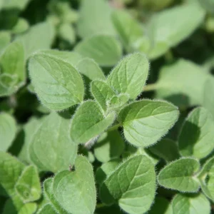 Oregano Live Plant, Fresh Culinary Herb in 3.5 inch Pot, Fragrant Leaves - Image 2
