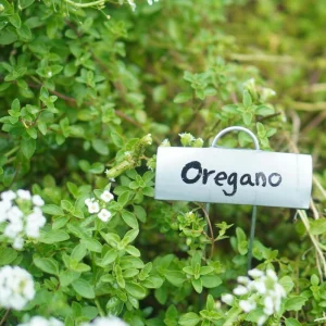 Oregano Live Plant, Fresh Culinary Herb in 3.5 inch Pot, Fragrant Leaves - Image 3