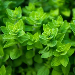 Oregano Live Plant, Fresh Culinary Herb in 3.5 inch Pot, Fragrant Leaves - Image 4
