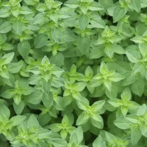 Oregano Live Plant, Fresh Culinary Herb in 3.5 inch Pot, Fragrant Leaves - Image 5